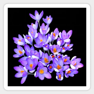 New Spring Crocuses Magnet